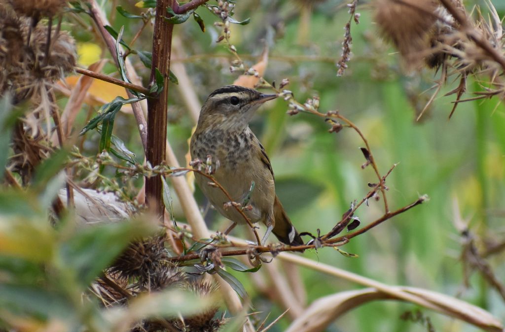 Forapaglie comune ?  S,  Acrocephalus schoenobaenus